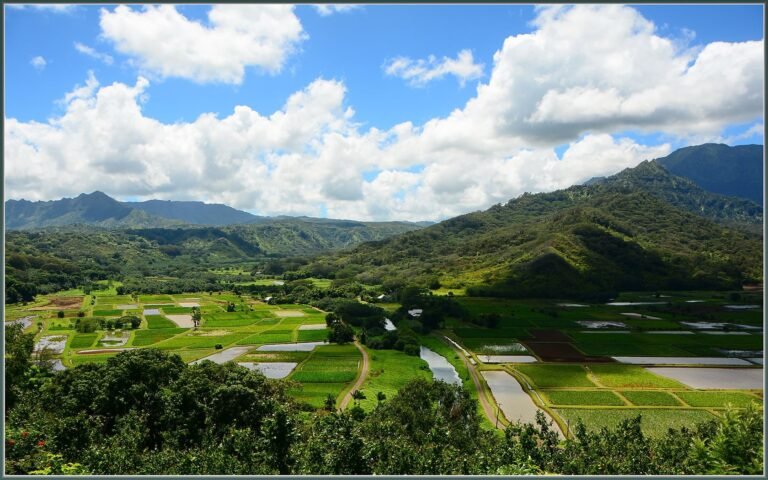 Taro fields in Hanalei Valley, Kauai