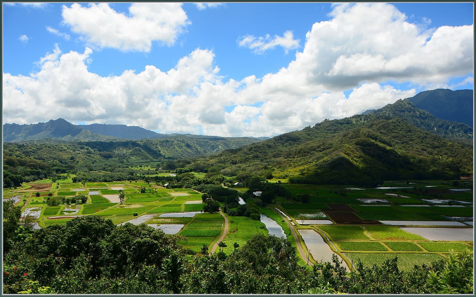 Taro fields in Hanalei Valley, Kauai