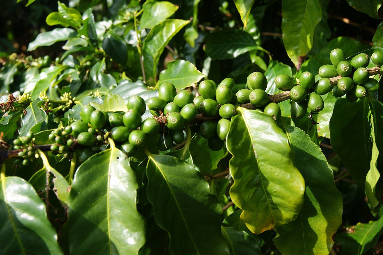 Coffee cherries on a Kauai coffee tree