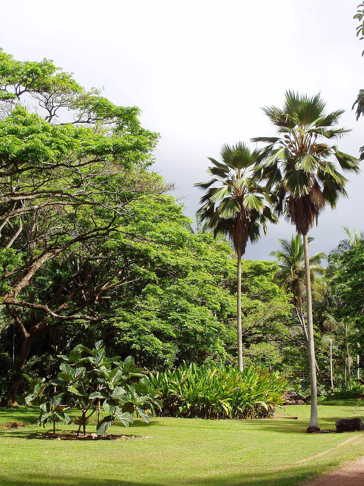 McBryde Garden lawns and palms