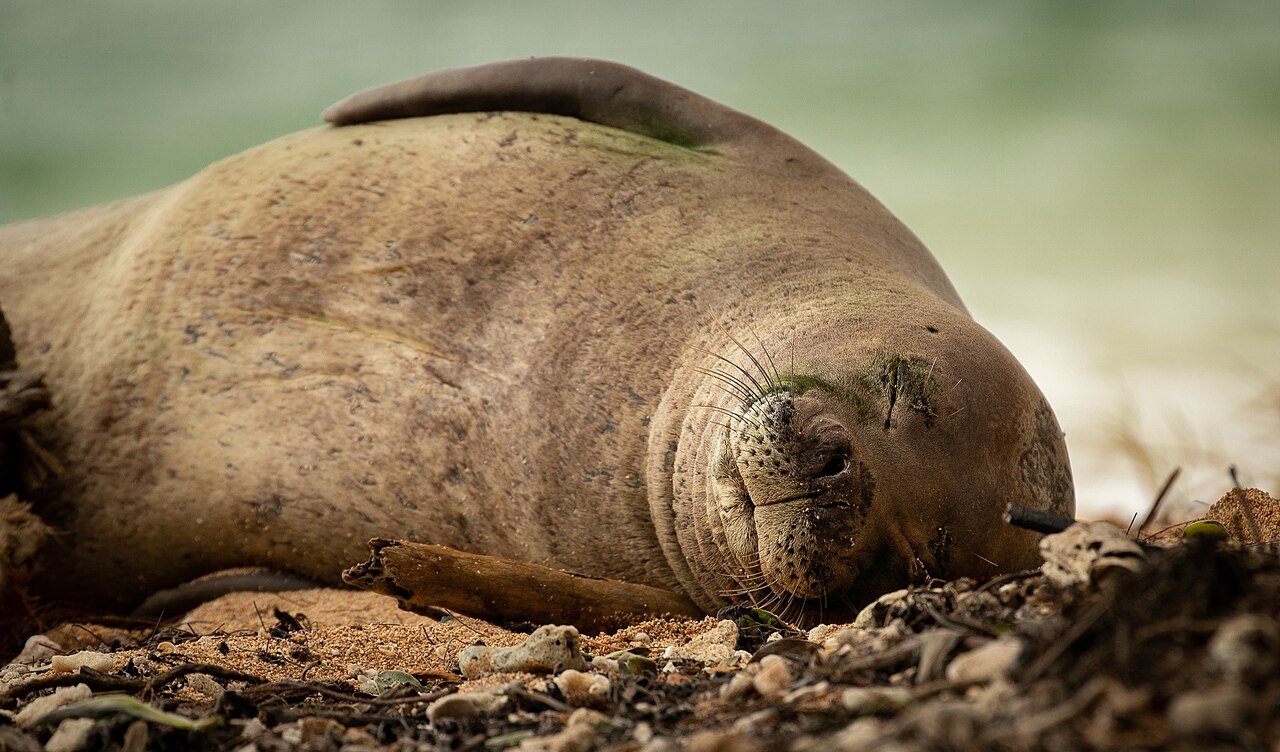 Hawaiian monk seal resting on a Kauai beach